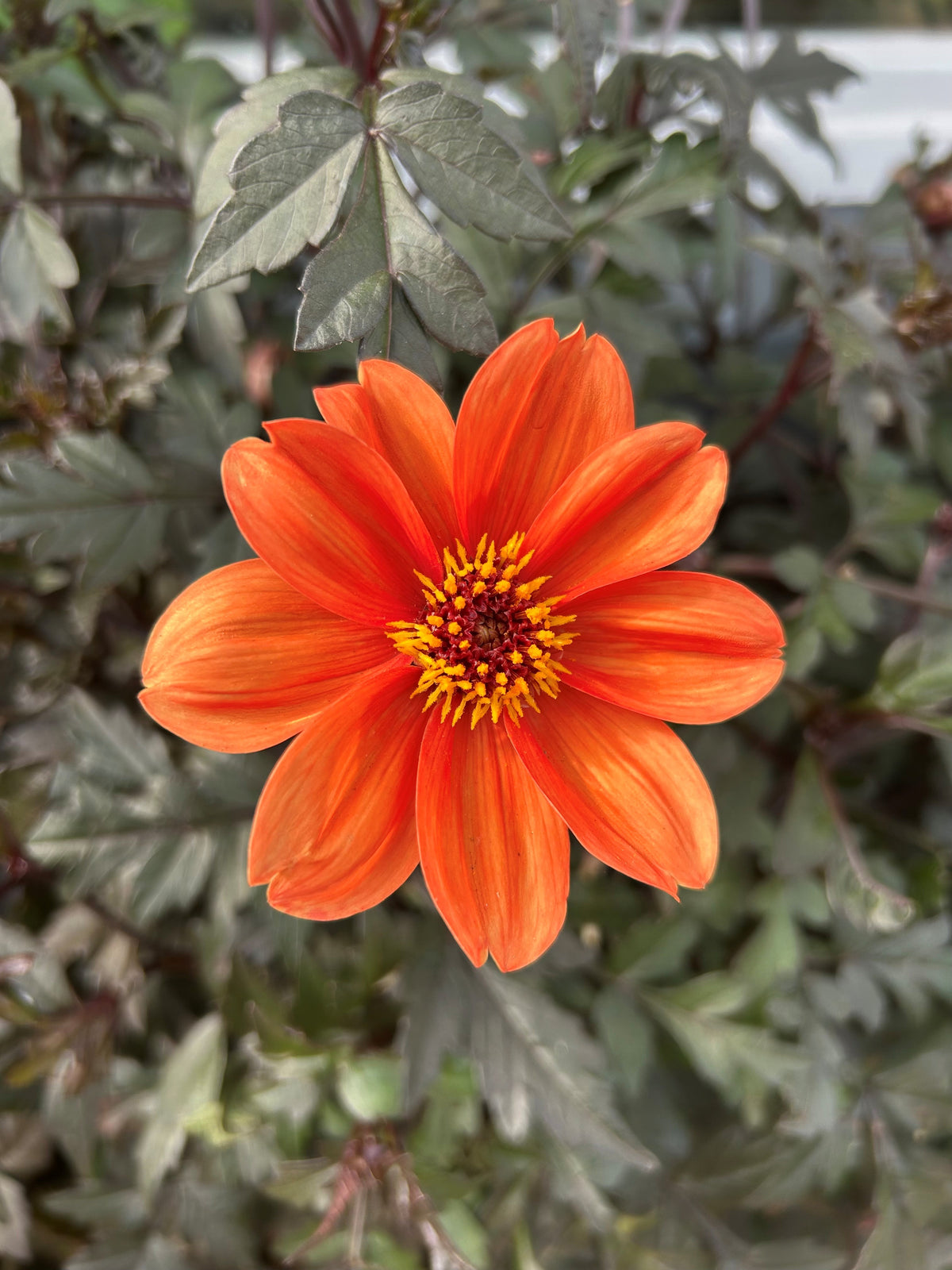 Dahlia Bishop of Oxford