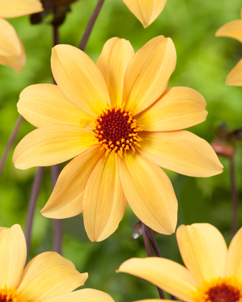 Dahlia Bishop of York