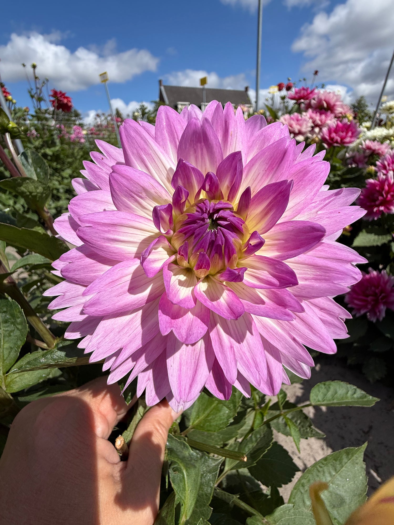 Dahlia Bitsy