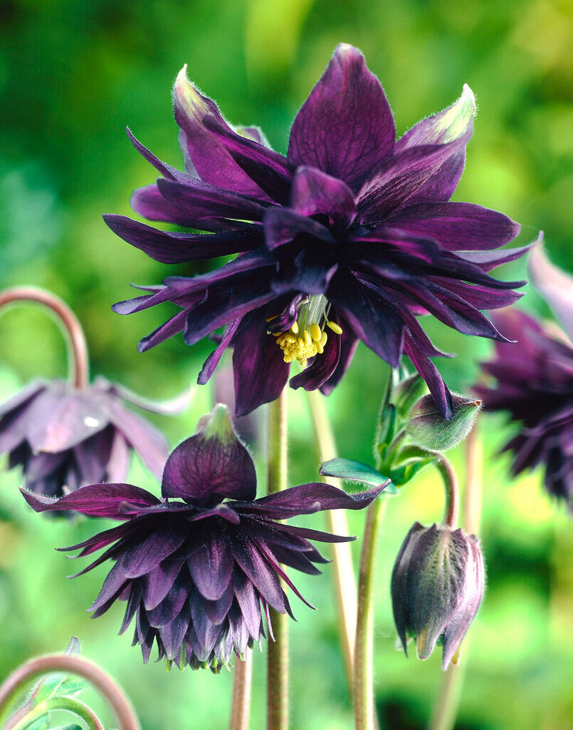 Aquilegia Black Barlow