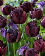 Tulipa Black Hero