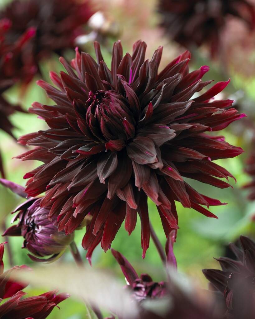 Dahlia Black Jack