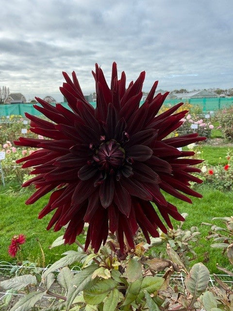 Dahlie Black Jack
