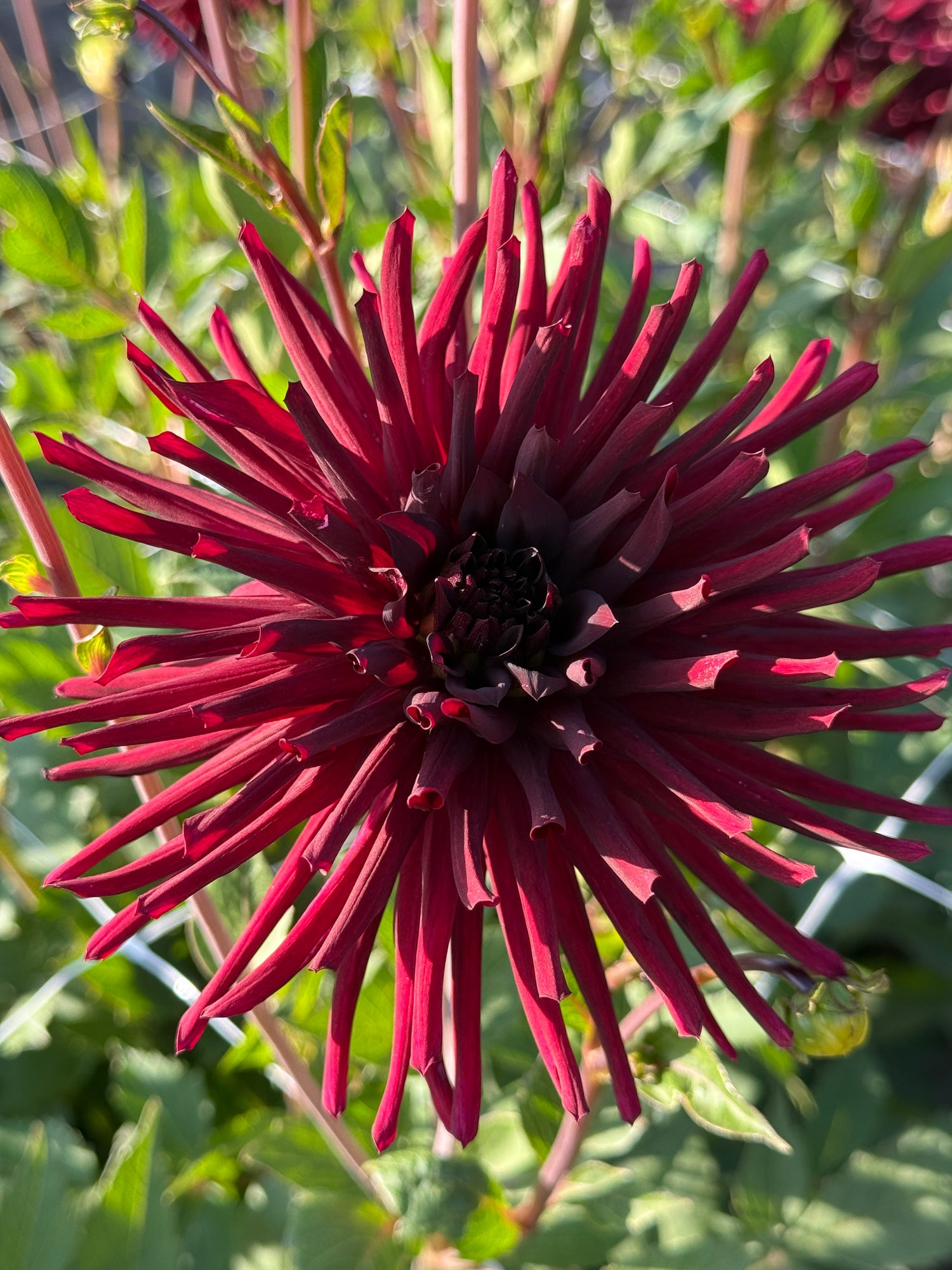 Dahlia Black Narcissus