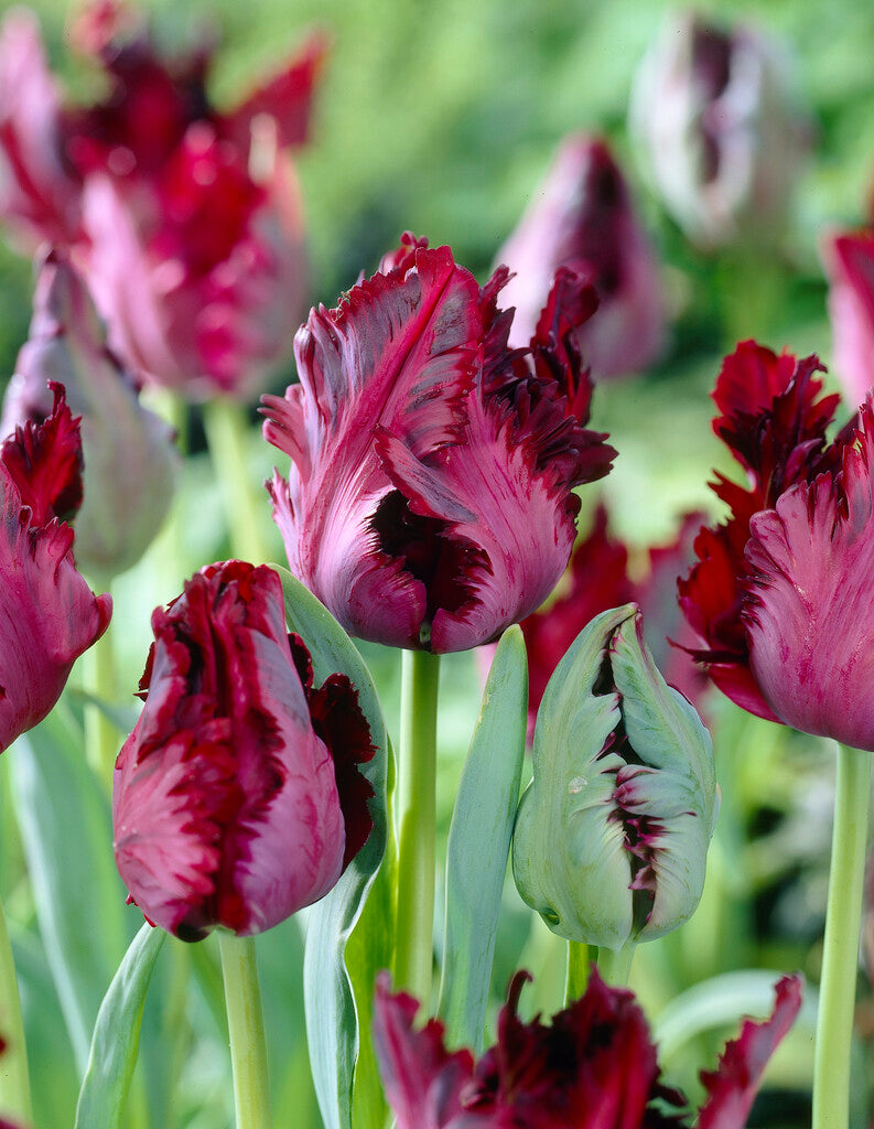 Tulipa Black Parrot