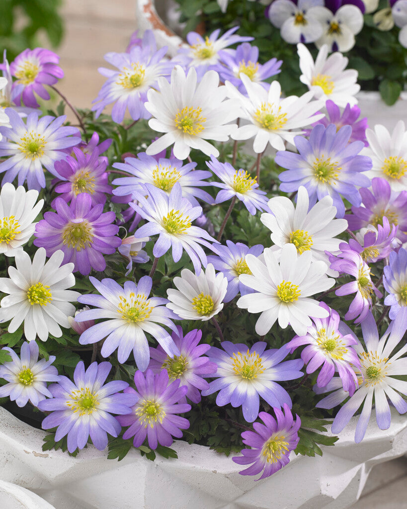Anemone blanda gemengd