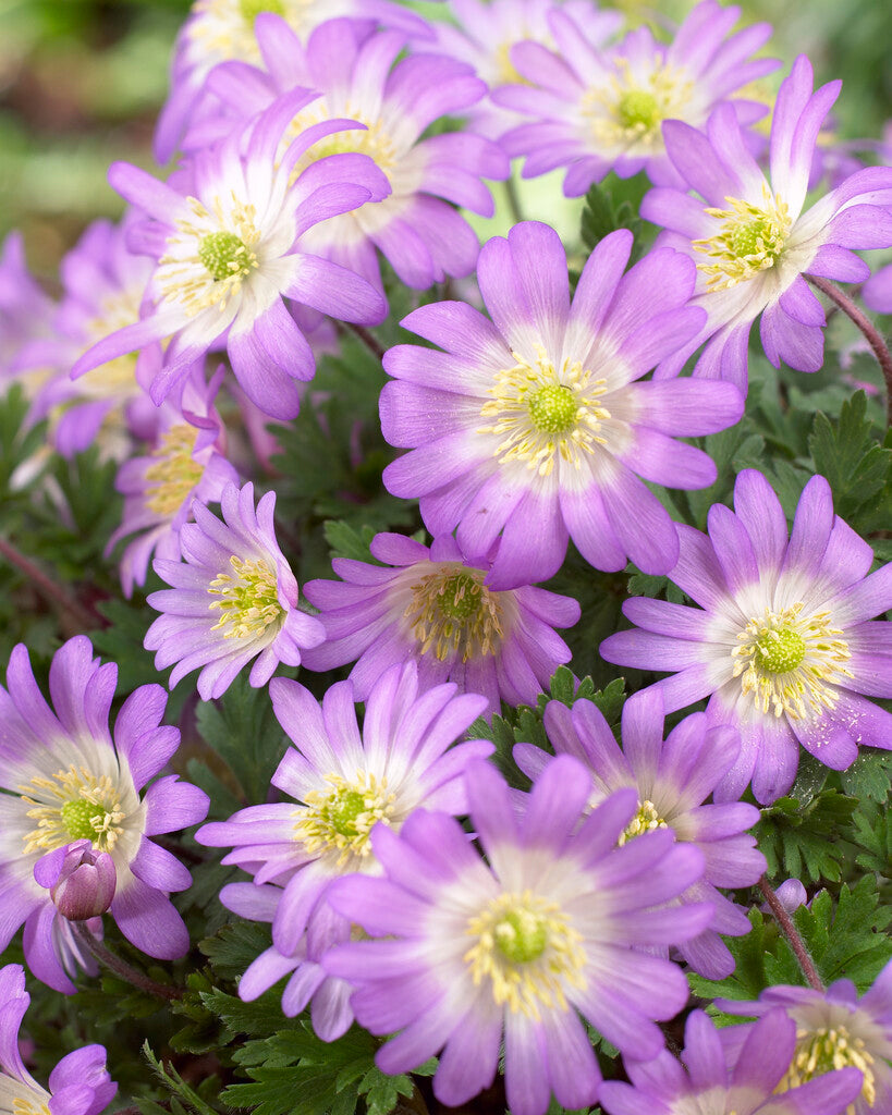 Anemone blanda Rosea