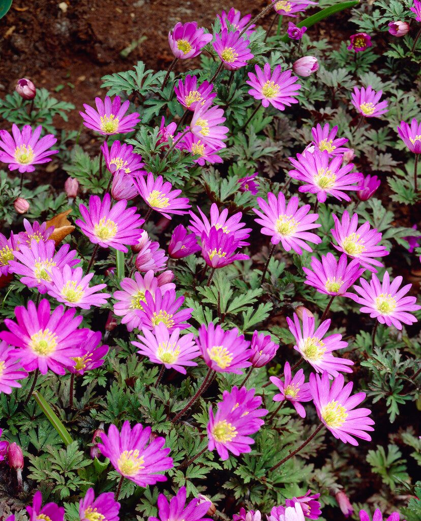 Anemone blanda Violet Star