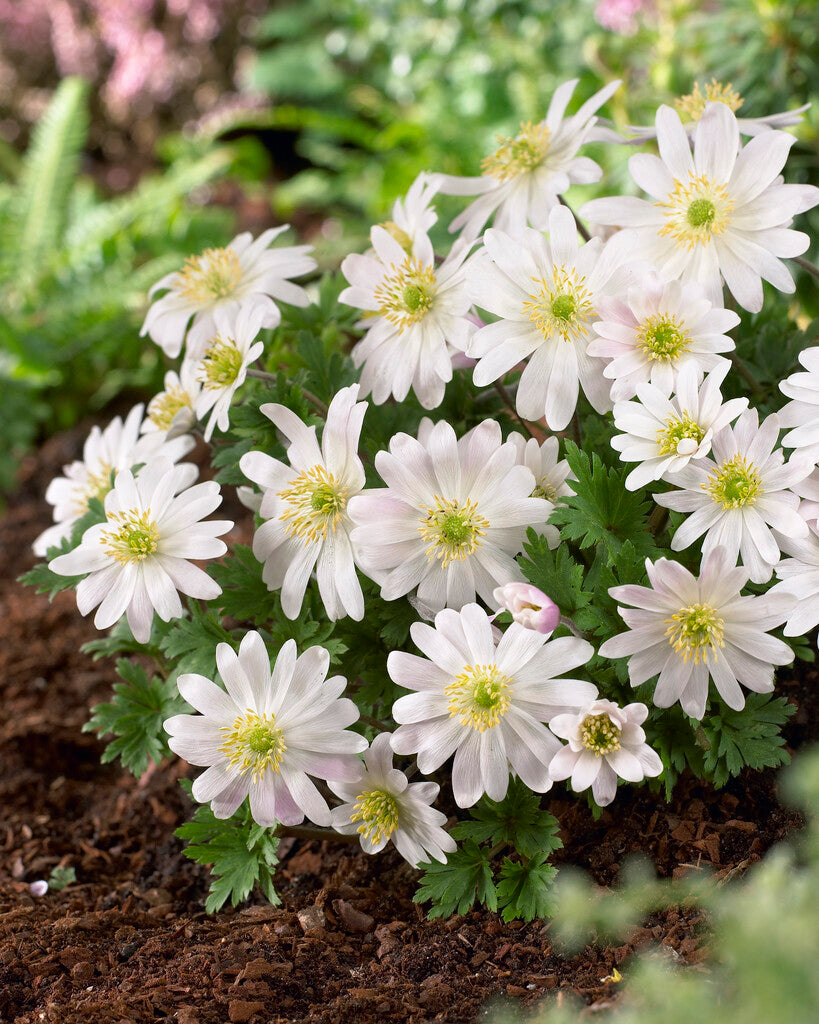 Anemone blanda White Splendour