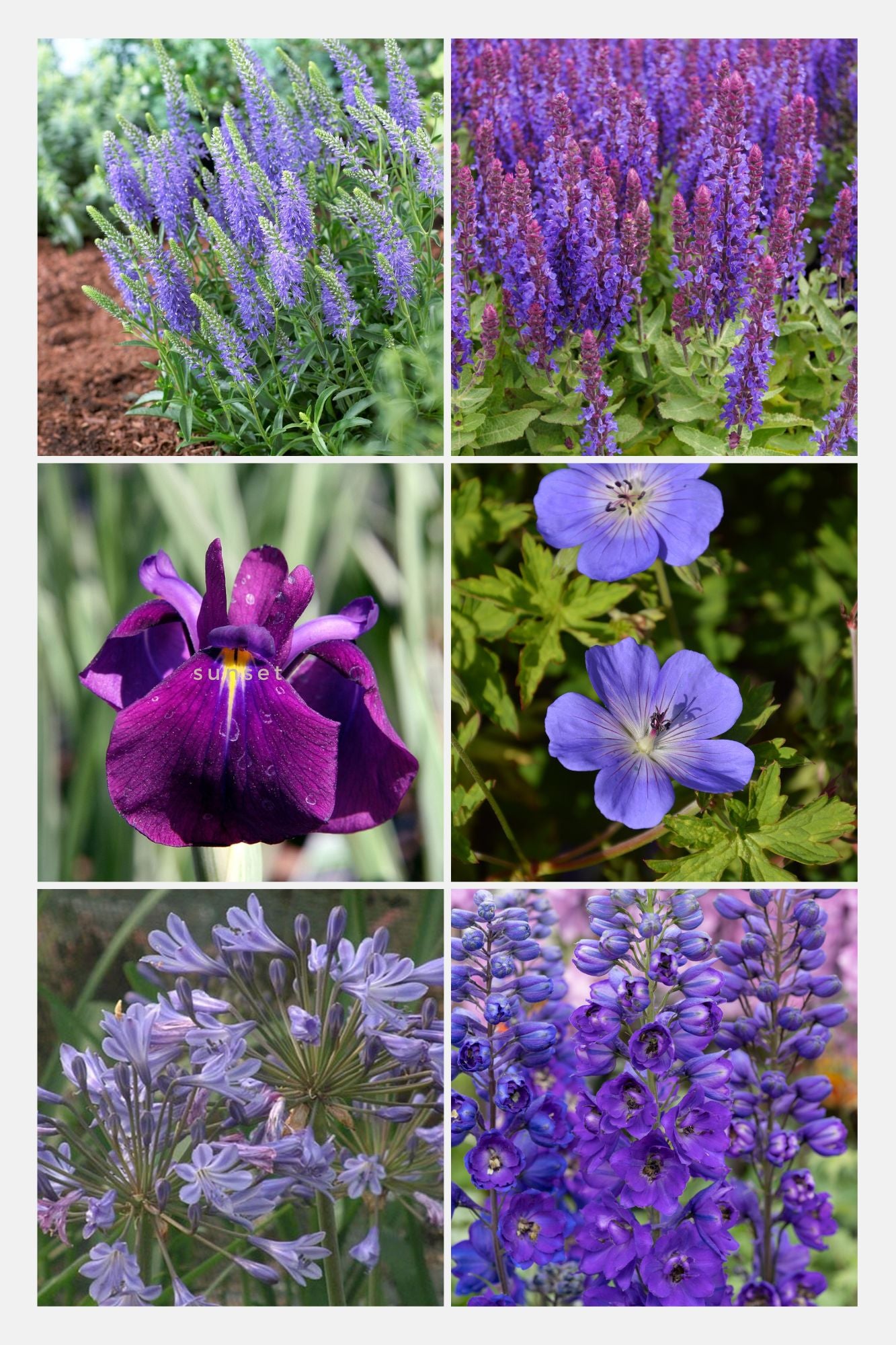 Bee and butterfly perennials package blue