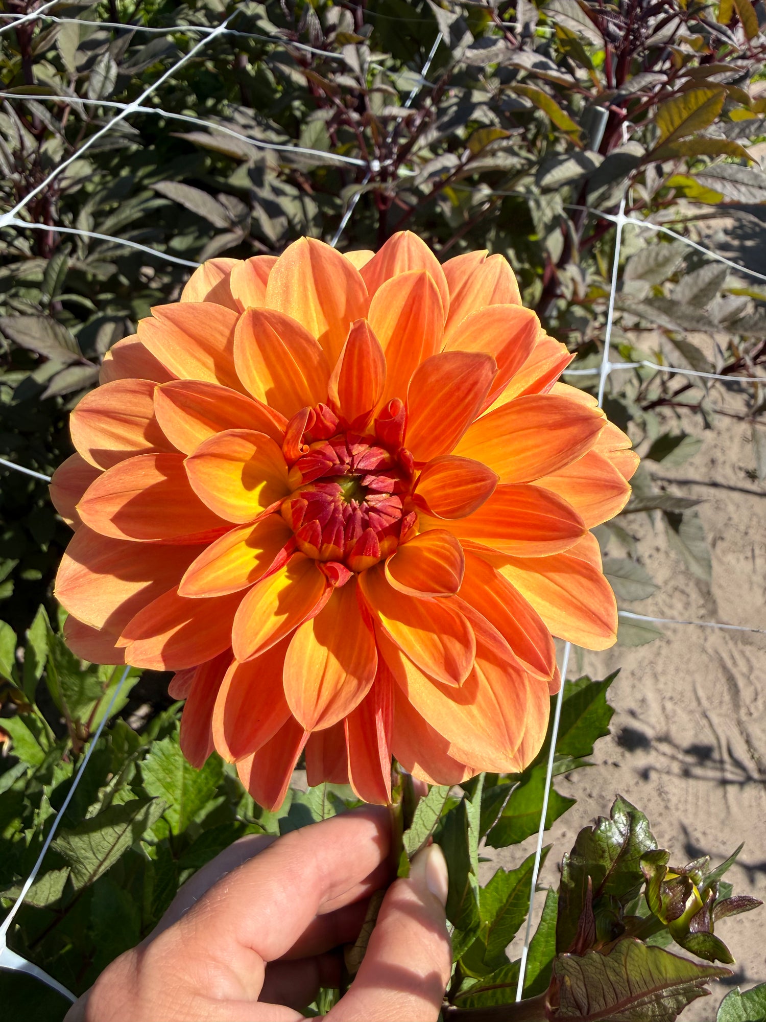 Dahlia Blitzer