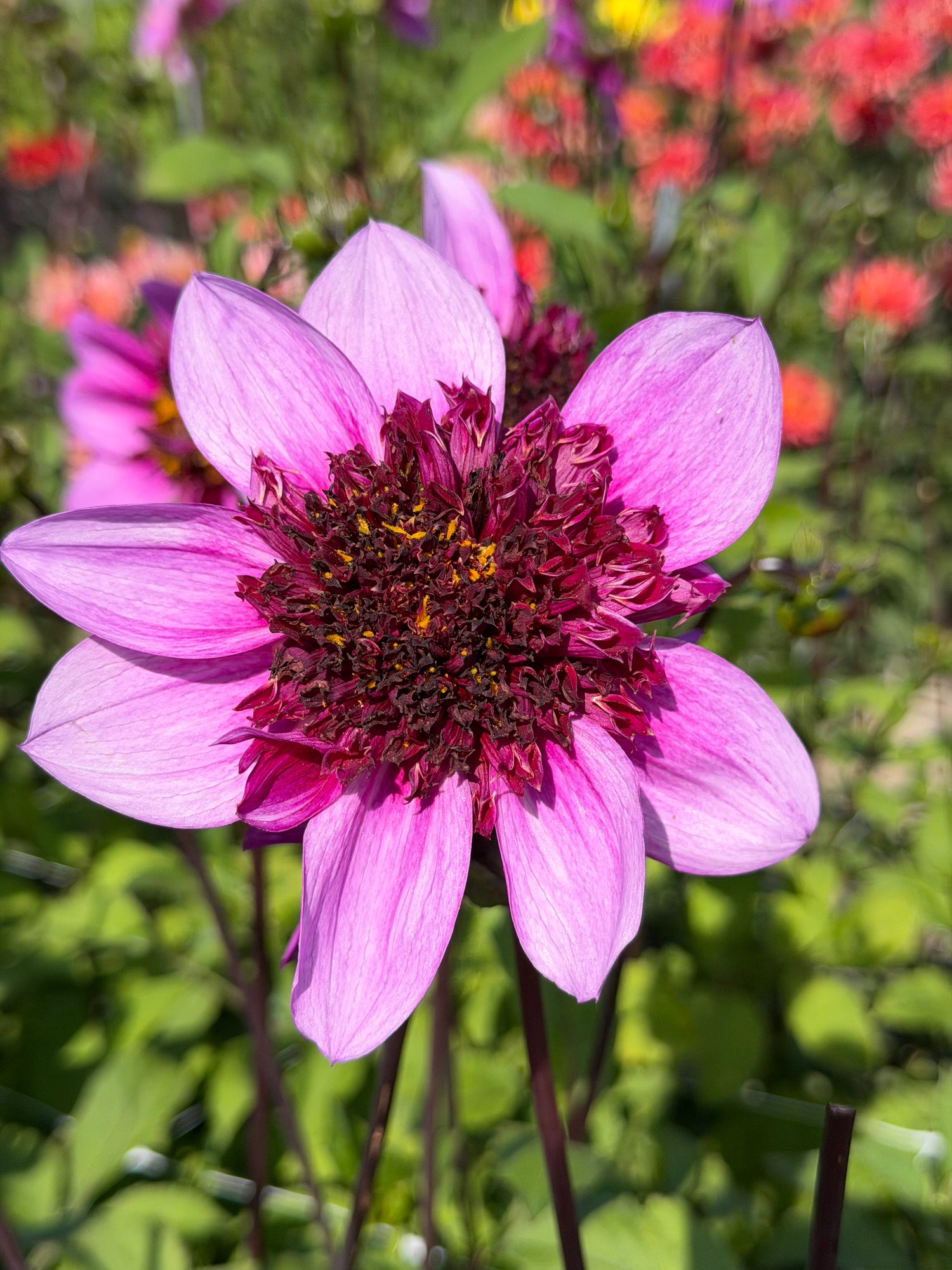 Dahlia Blue Bayou