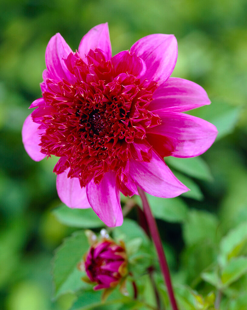 Dahlia Blue Bayou