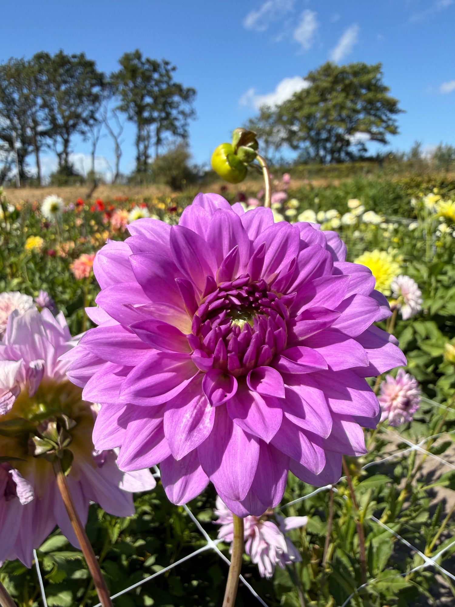 Dahlia Blue Boy