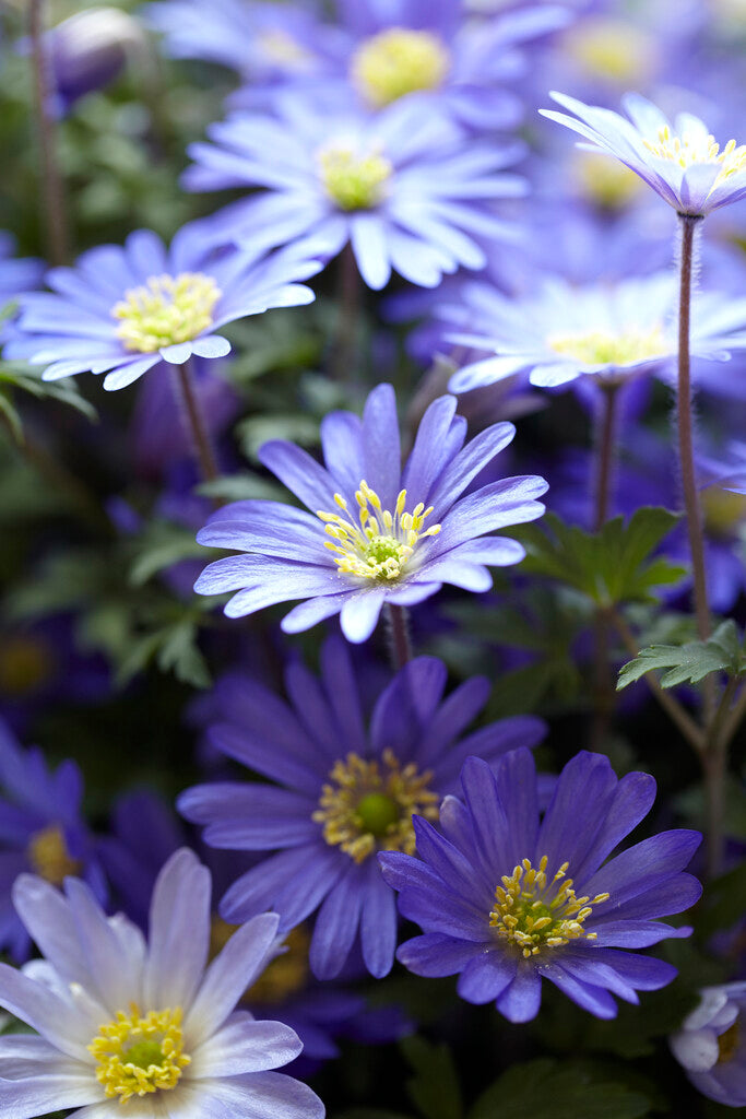 Anemone Blanda Blue Shades