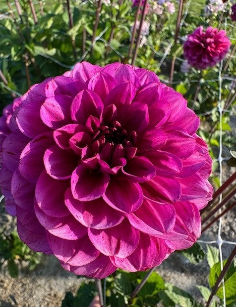 Dahlia Blue Bell