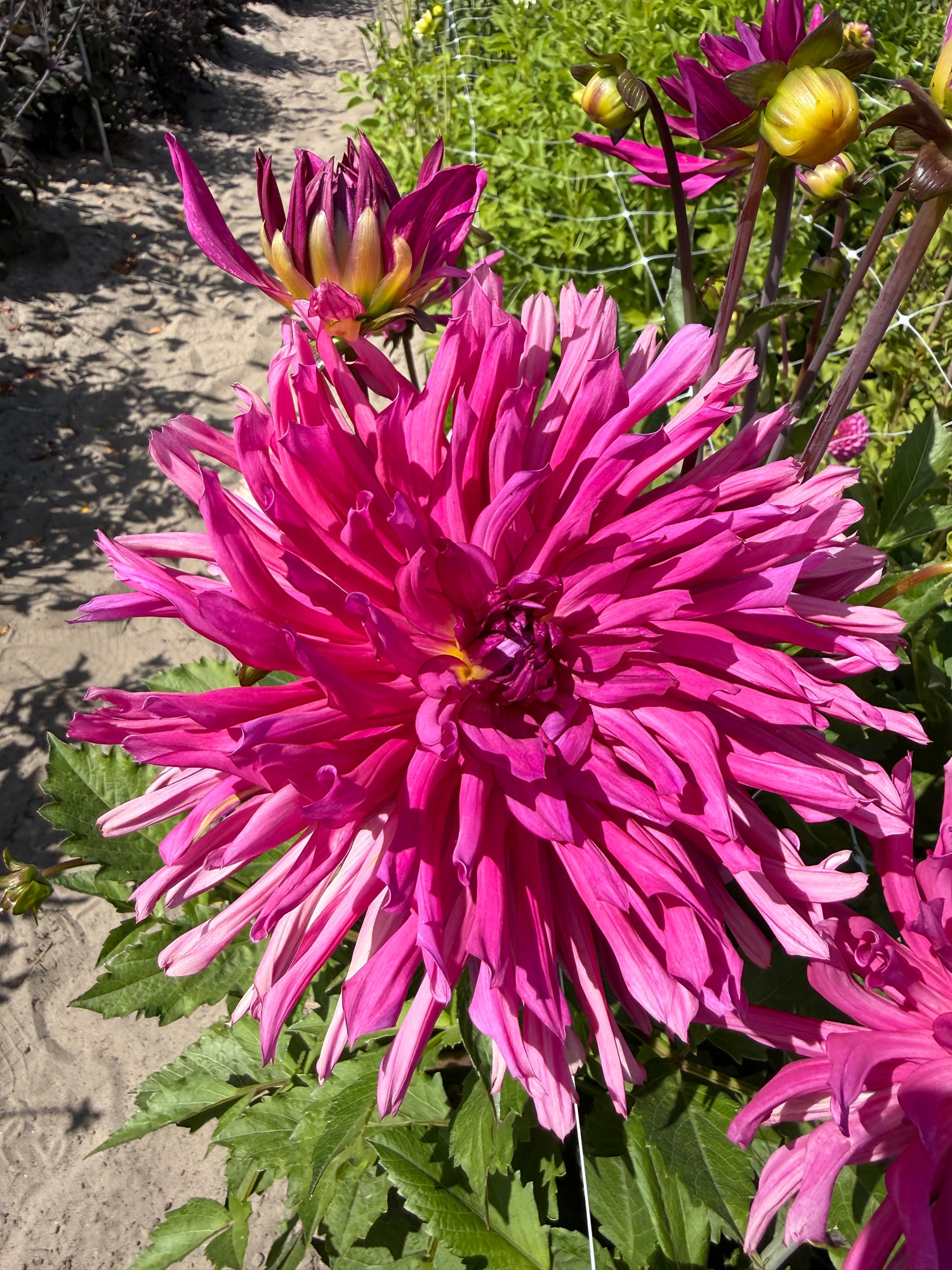 Dahlia Blues Diamond
