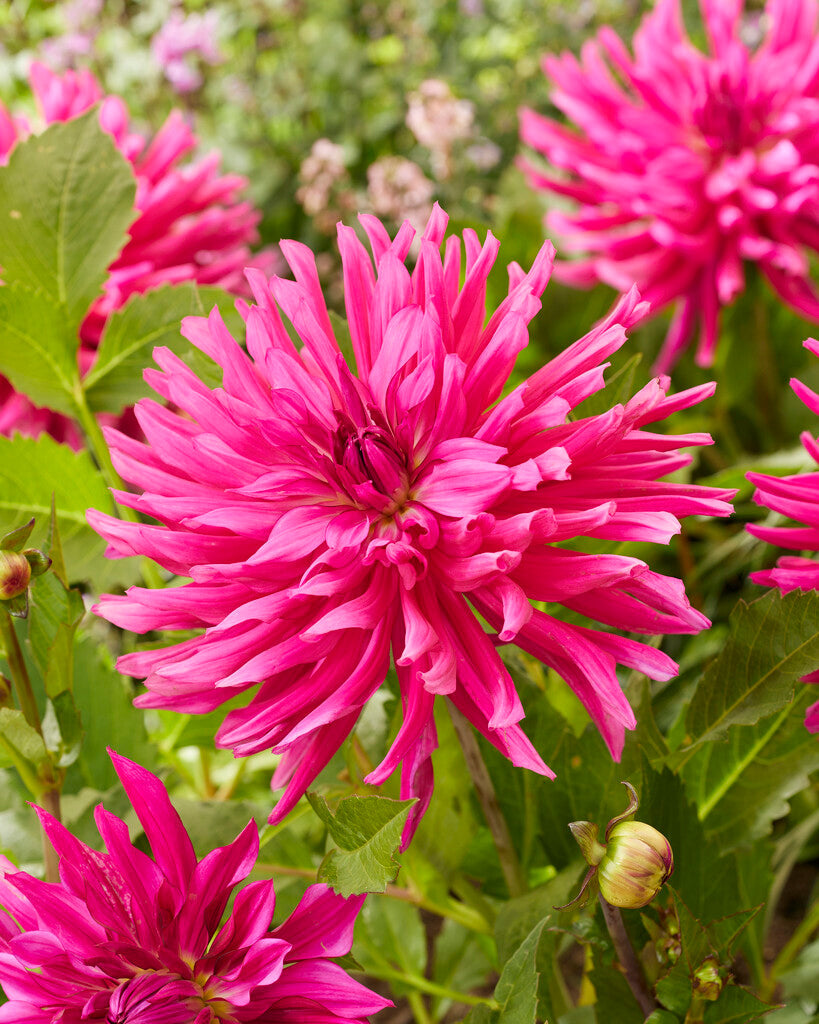 Dahlia Blues Diamond