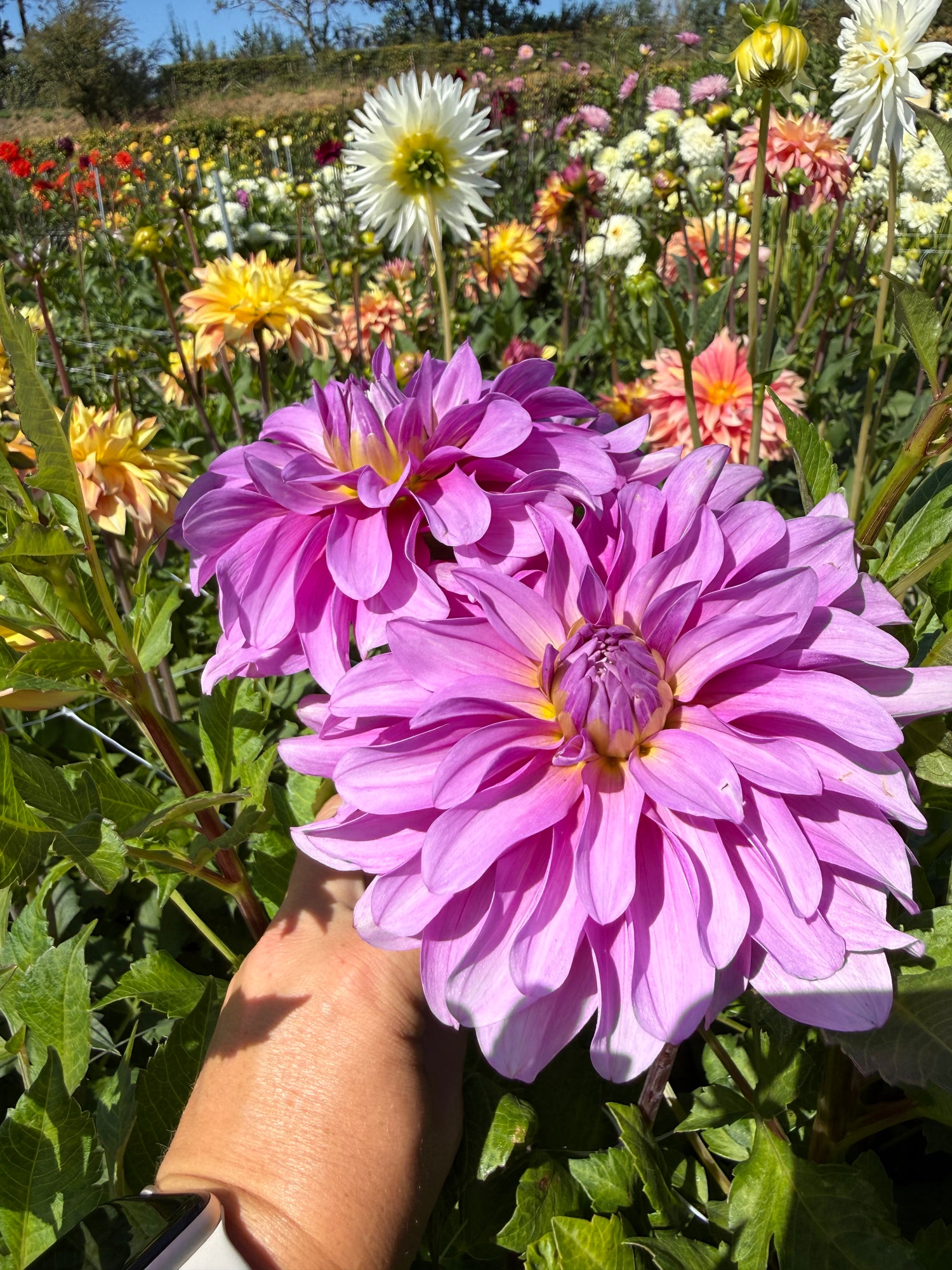 Dahlia Bluetiful