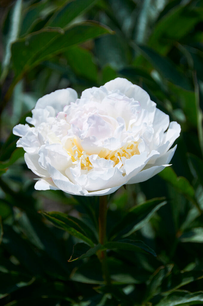 Paeonia Blush Queen 3/5