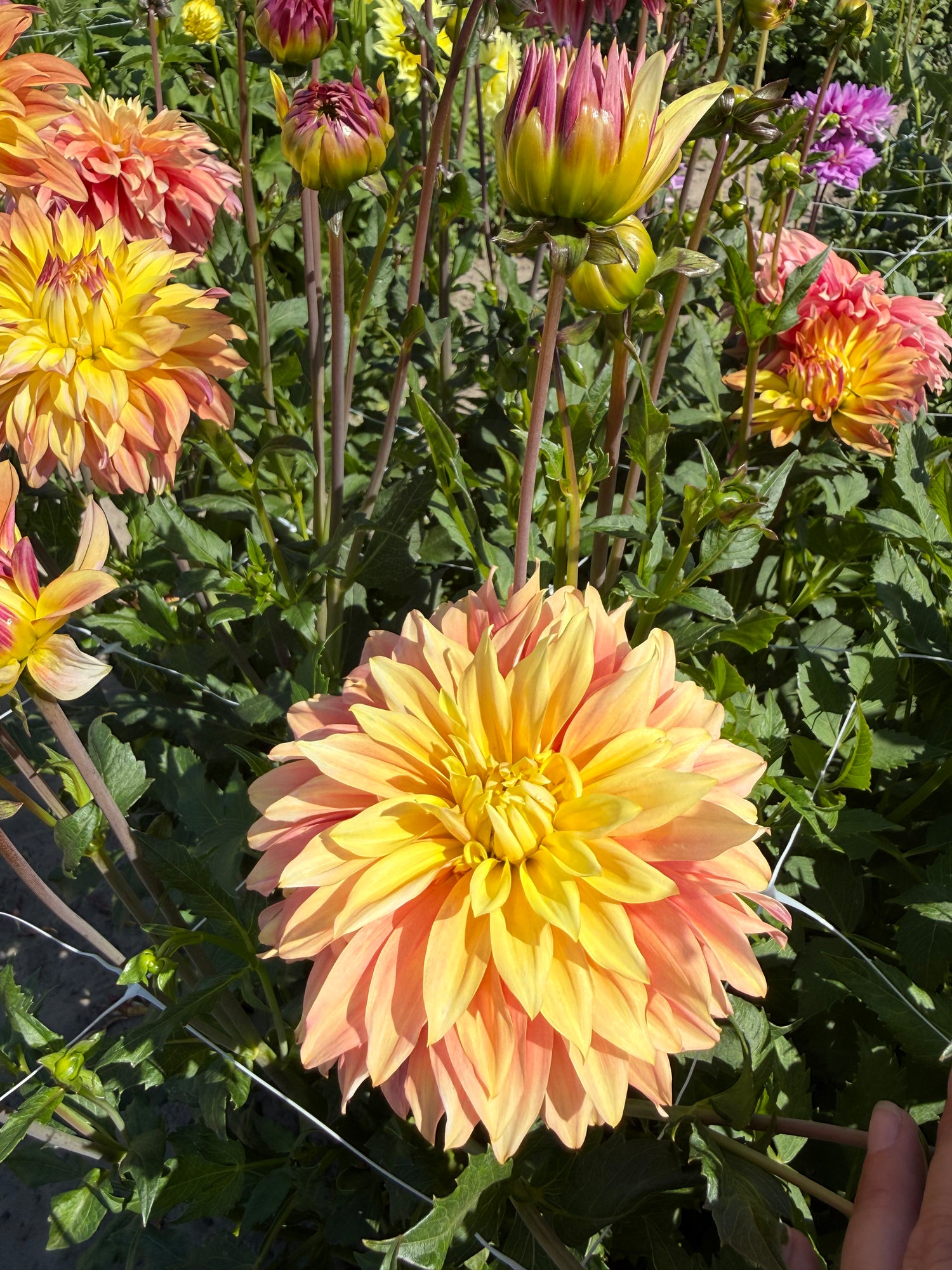 Dahlie Blushing Lady