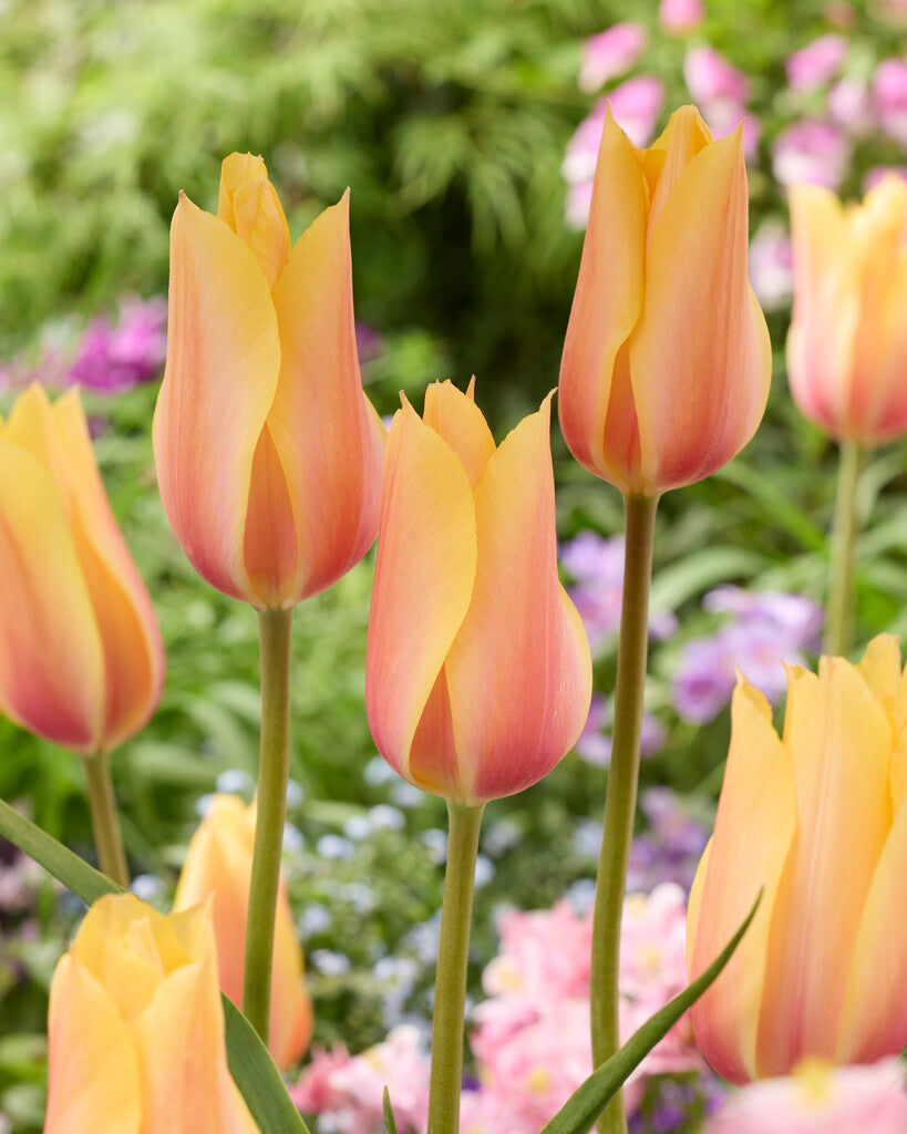 Tulipa Blushing Lady
