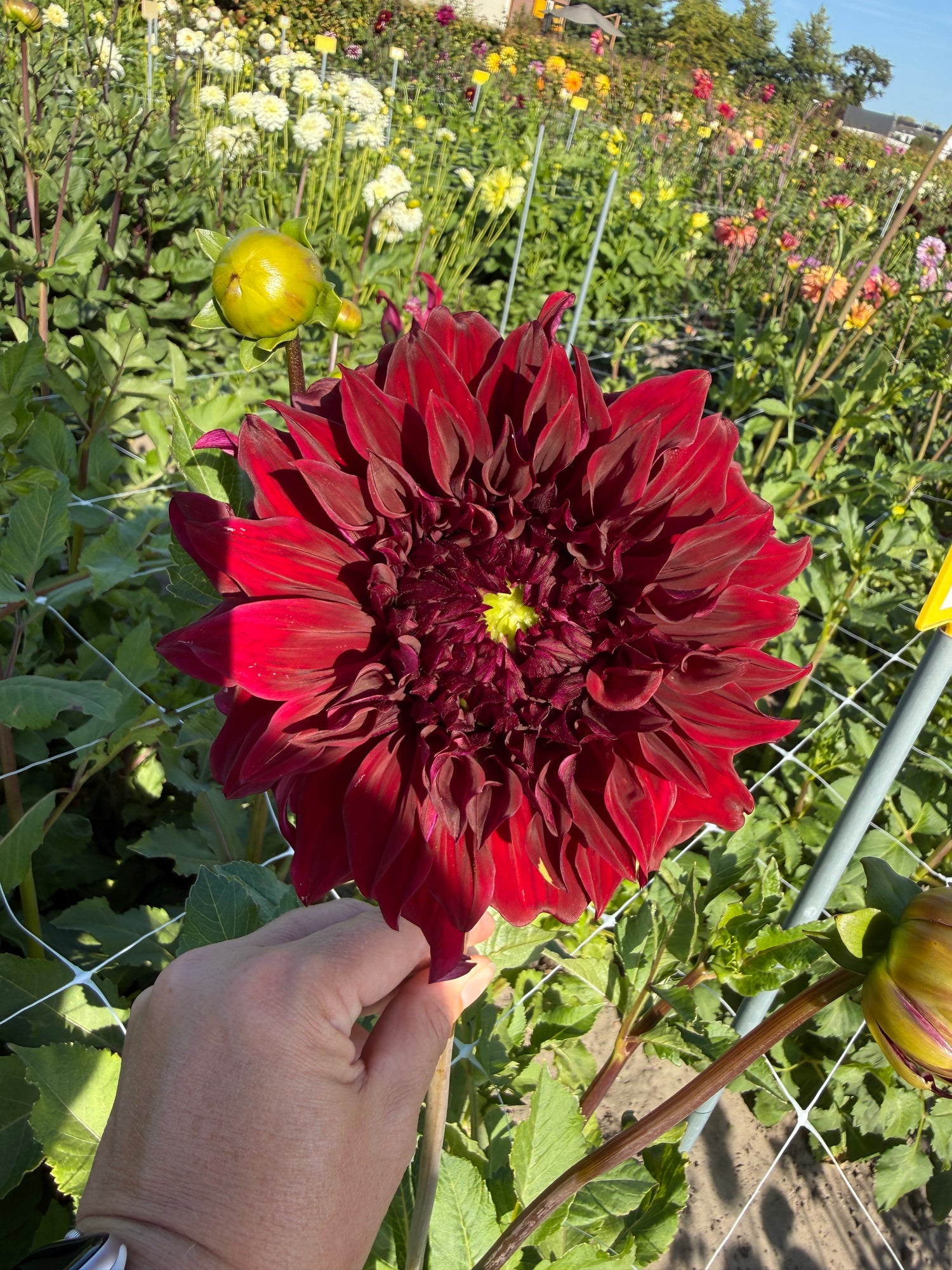 Dahlia Bohemian Spartacus