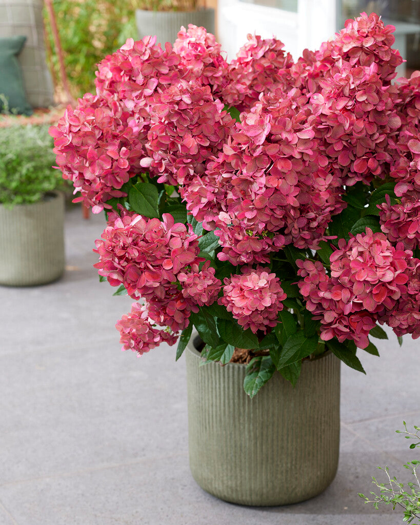 Hydrangea paniculata Bonfire