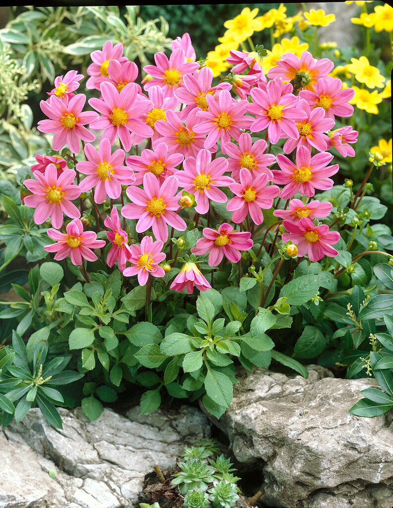Dahlia Topmix Bonne Espérance
