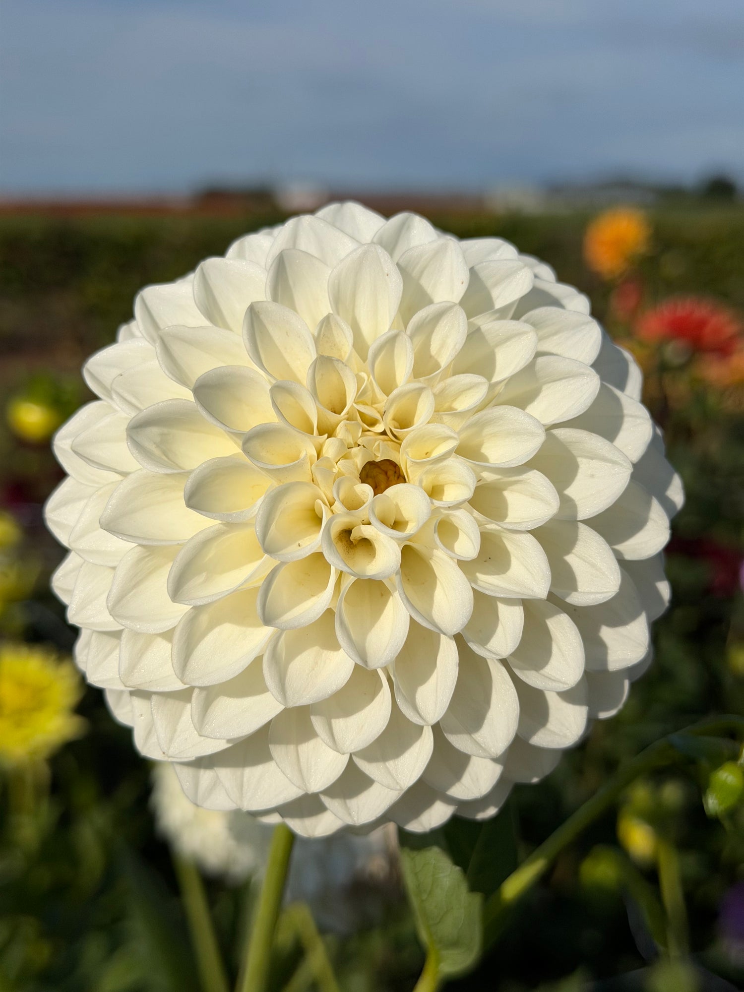Dahlia Boom Boom White