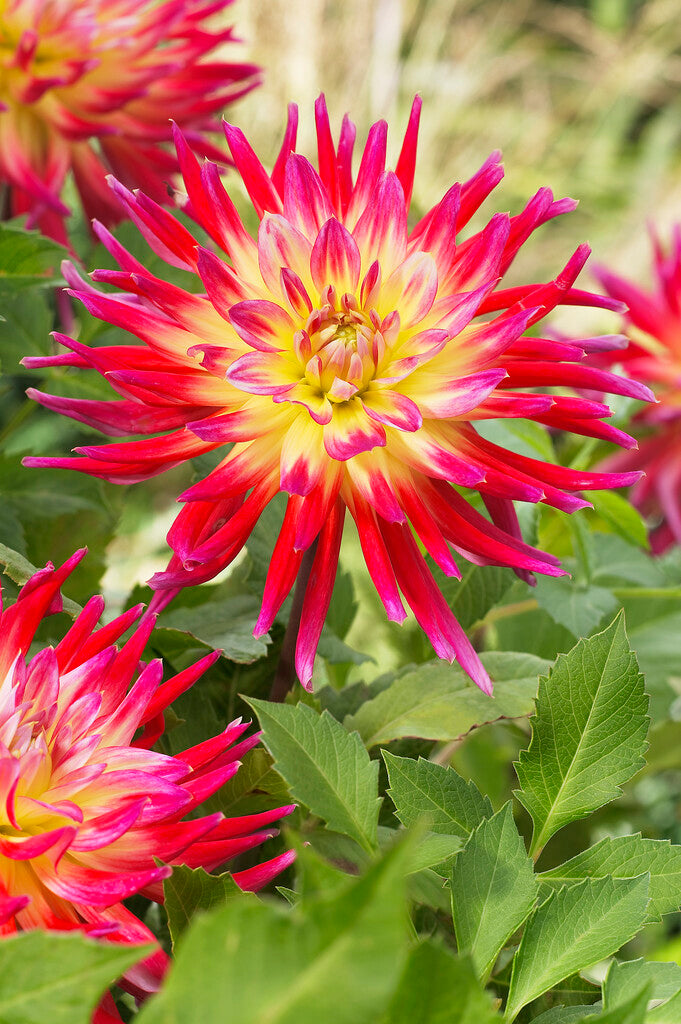 Dahlia Bora Bora