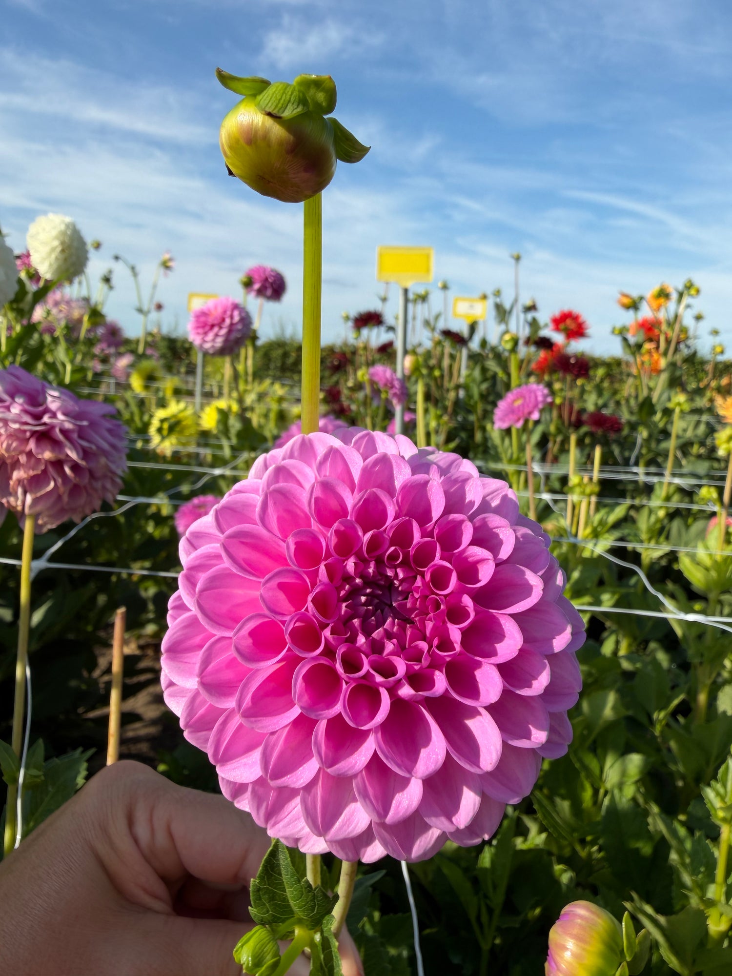 Dahlia Boy Scout