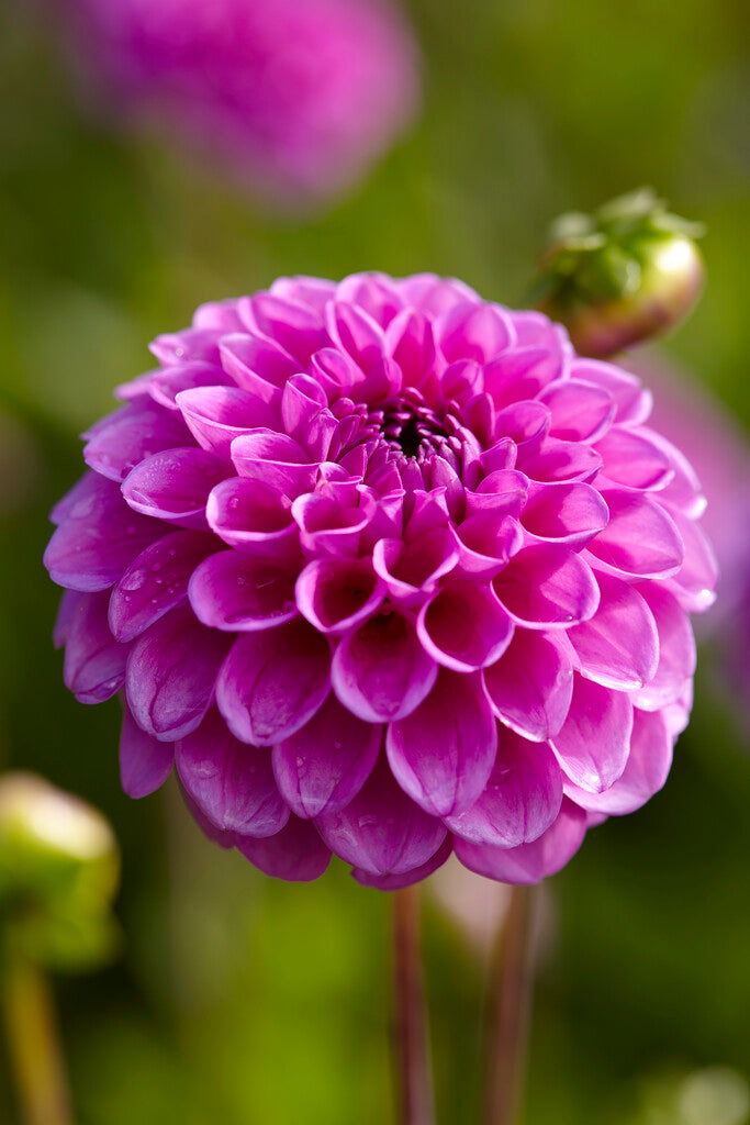 Dahlia Boy Scout