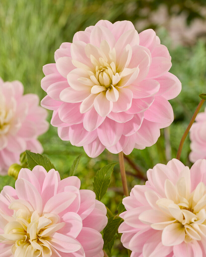 Dahlia Brackenridge Ballerina