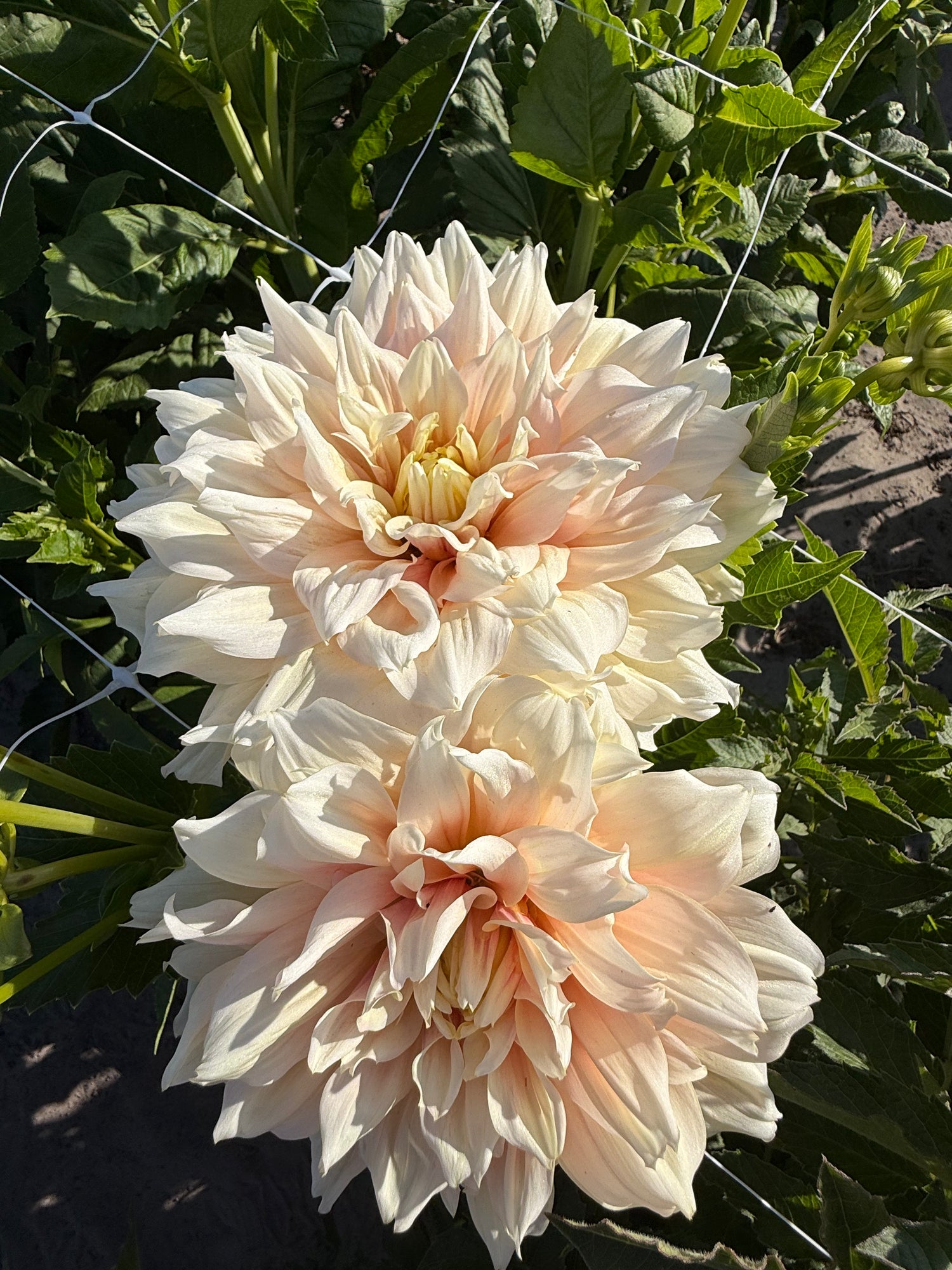 dahlia break out