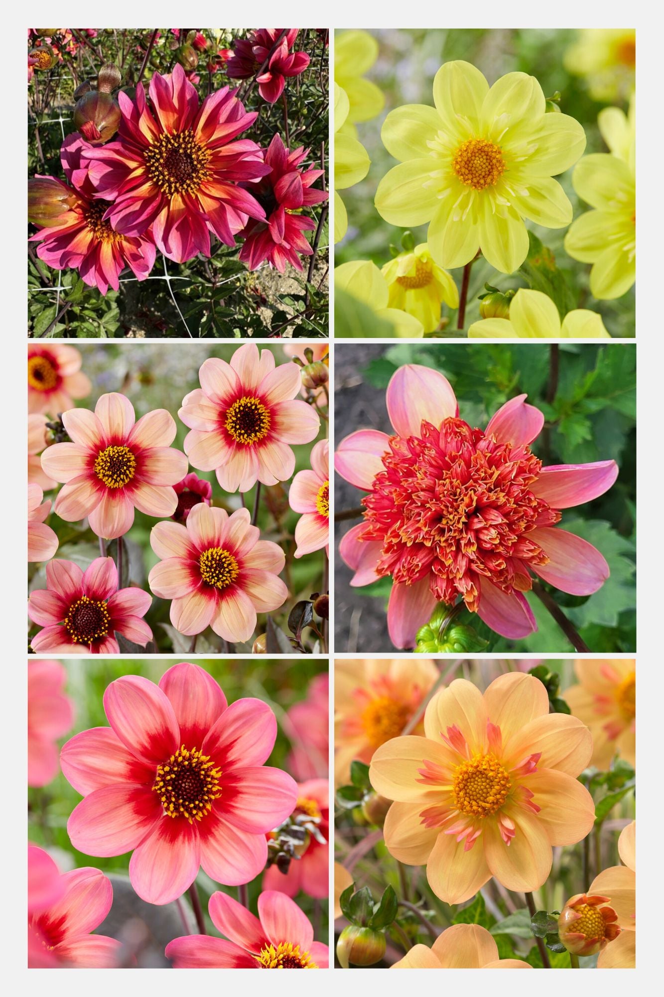 Brenda's Choice bee and butterfly dahlia collection