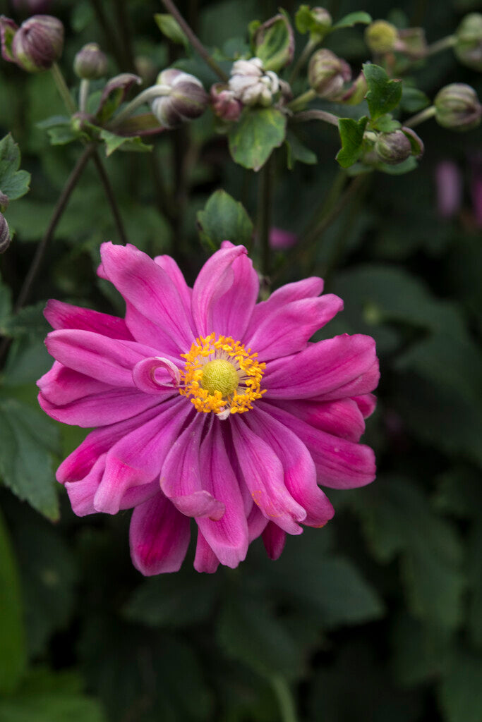 Anemone Bressingham Glow
