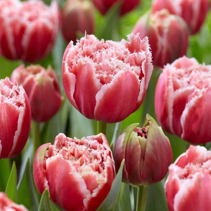 Tulipa Brest