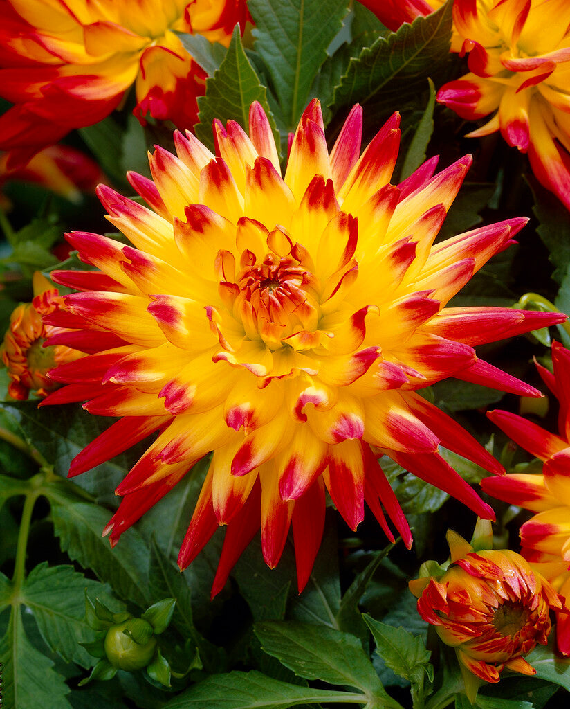 Dahlia Soulman