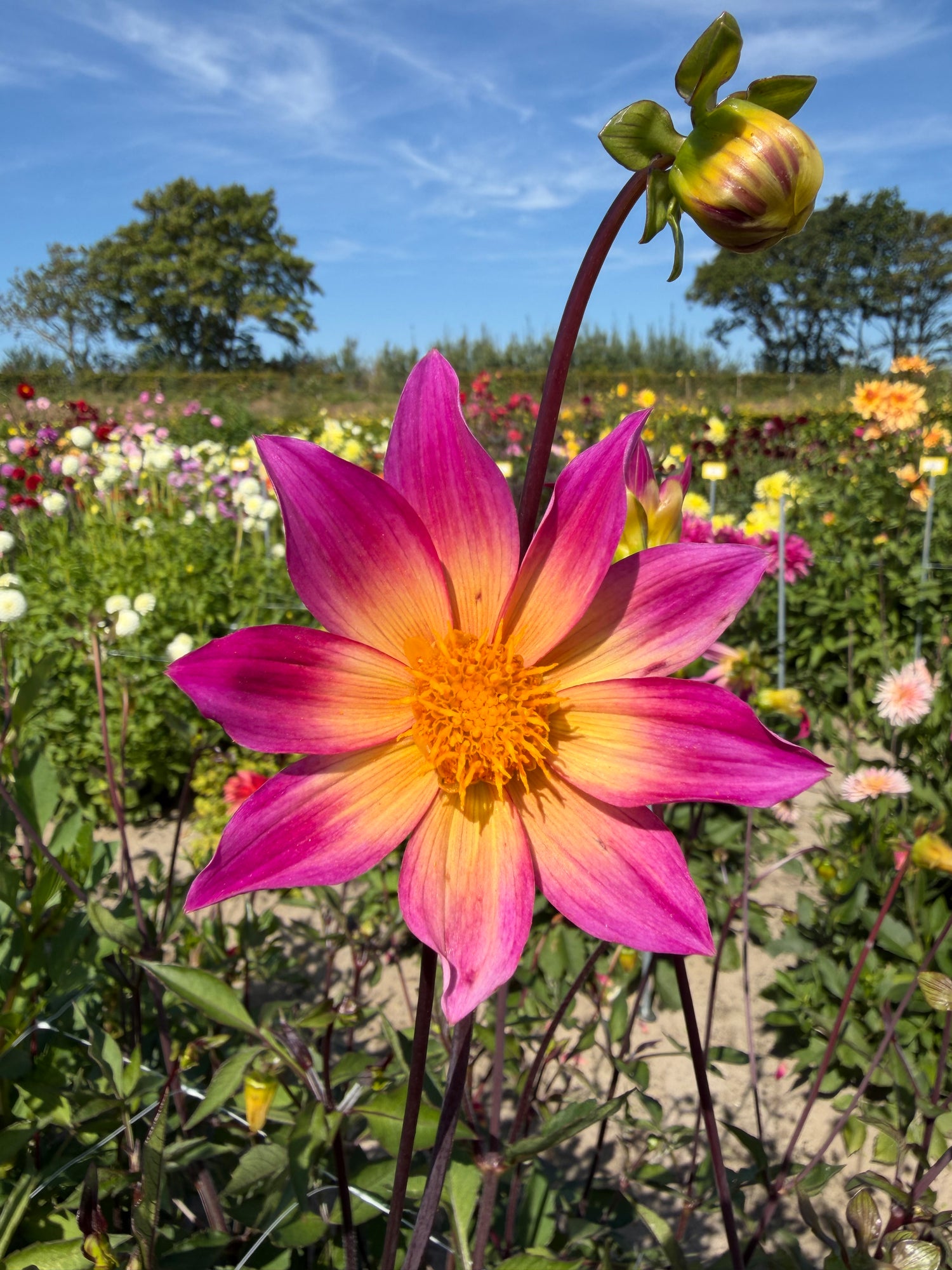 Dahlia Bright Eyes