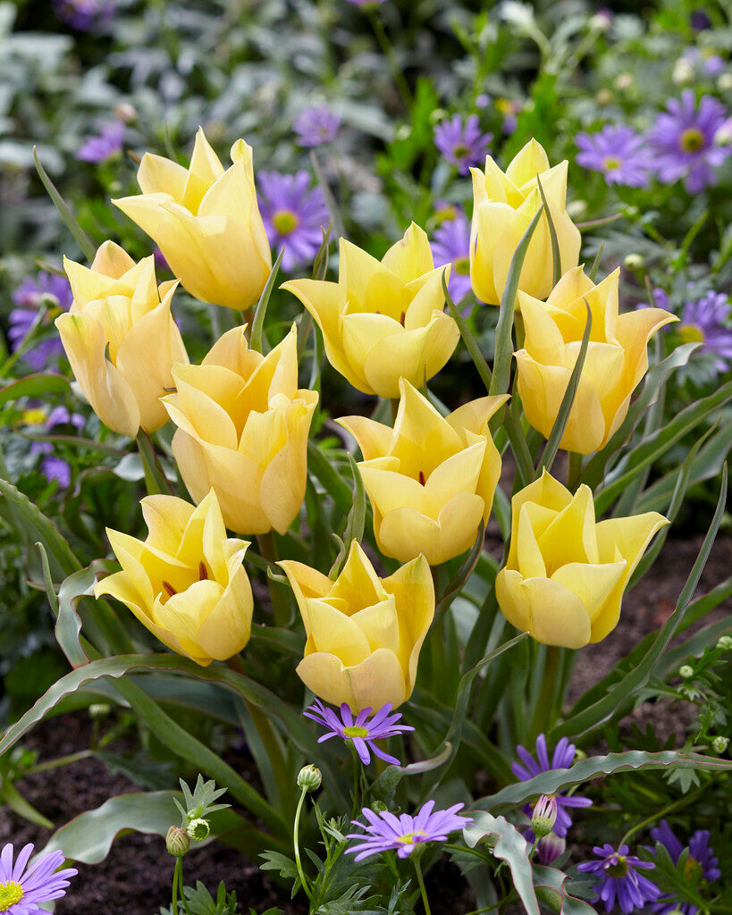 Tulipa Batalinii Bright Gem