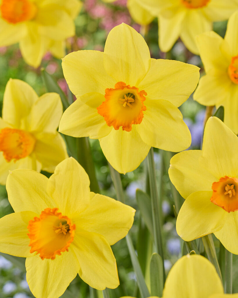 Narcissus Bright Jewel
