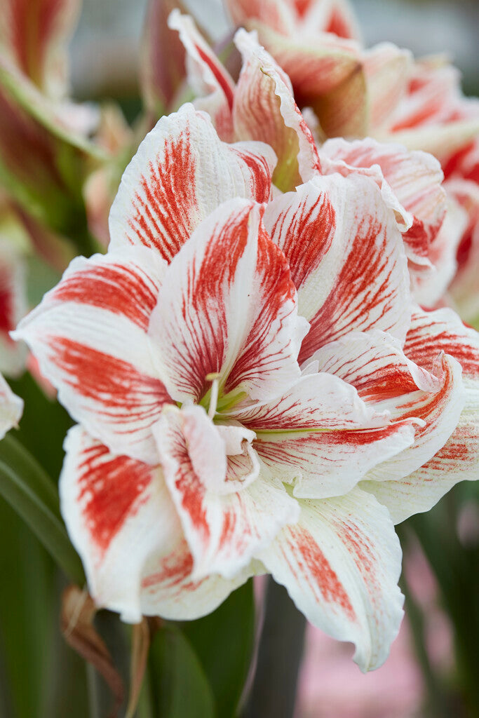 Amaryllis Bright Nymph