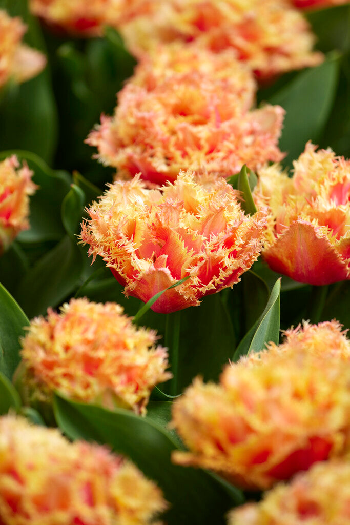 Tulipa Brisbane