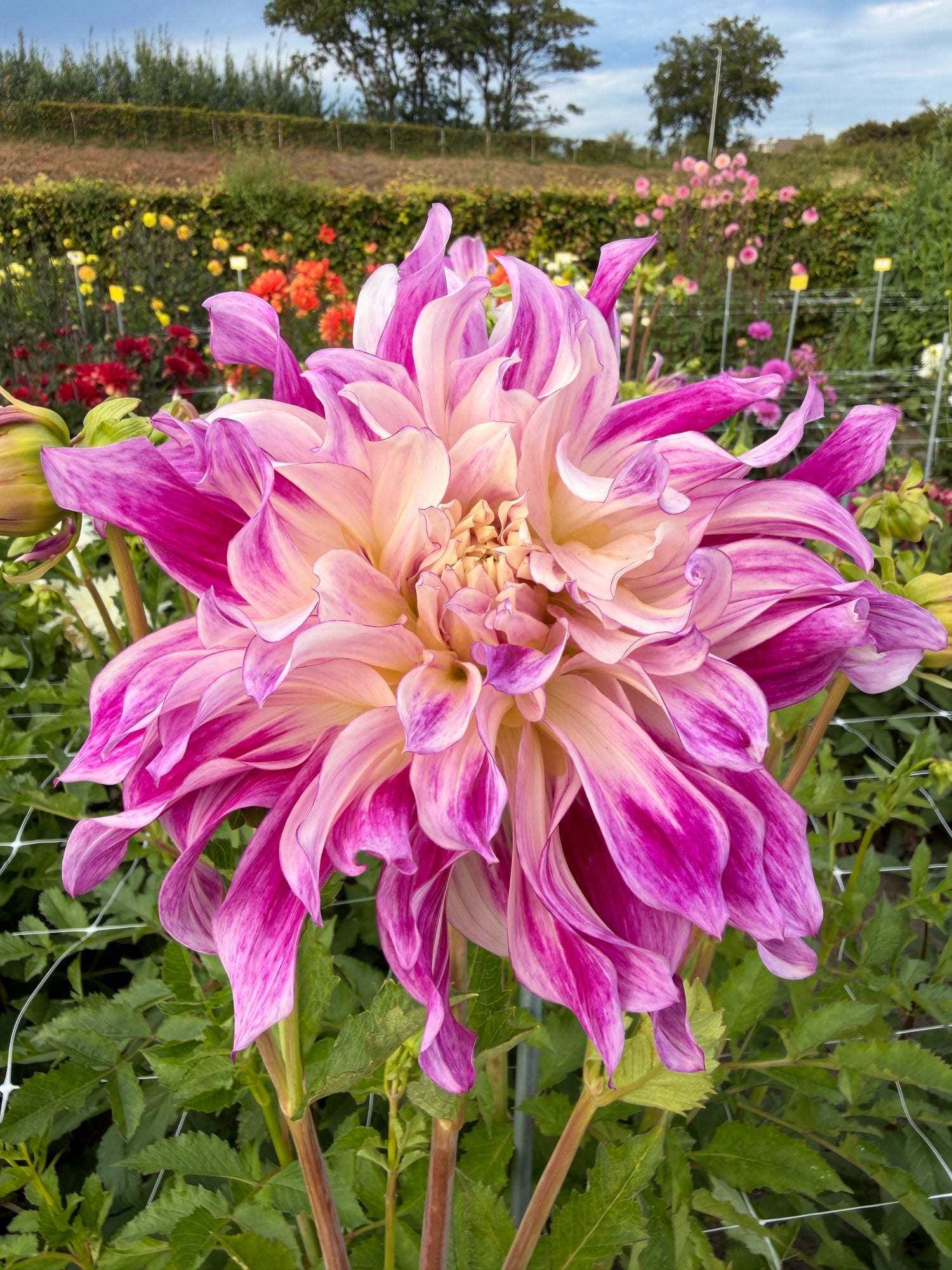 dahlia bristol stripe