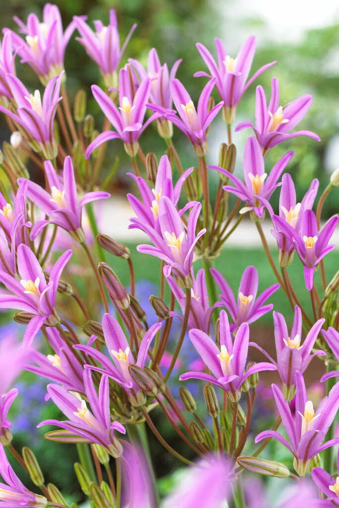 Brodiaea californica Babylon