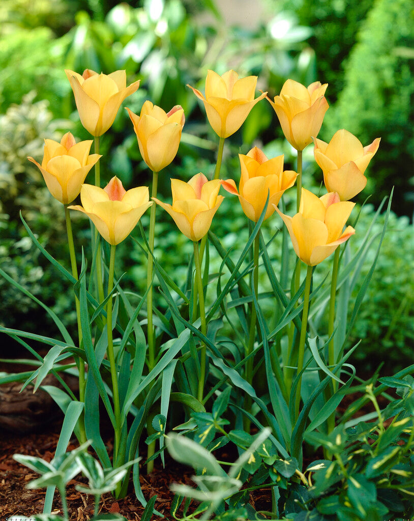 Tulipa Batalinii Bronze-Anhänger