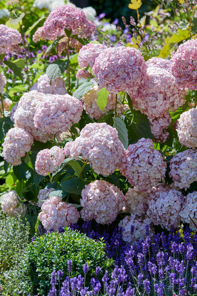 Hydrangea Arborescens Candybelle Bubblegum