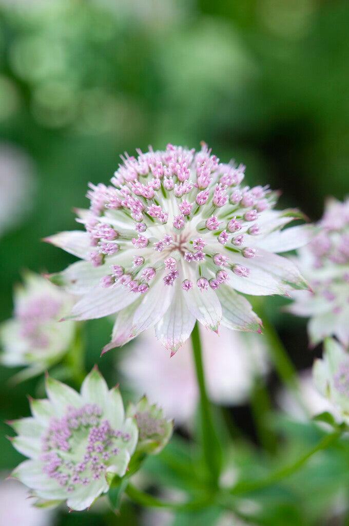 Astrantia Buckland