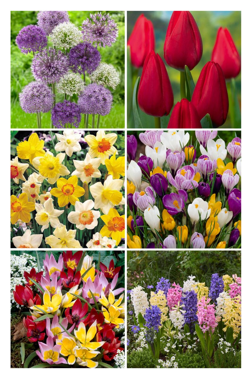 Budget flower bulb package